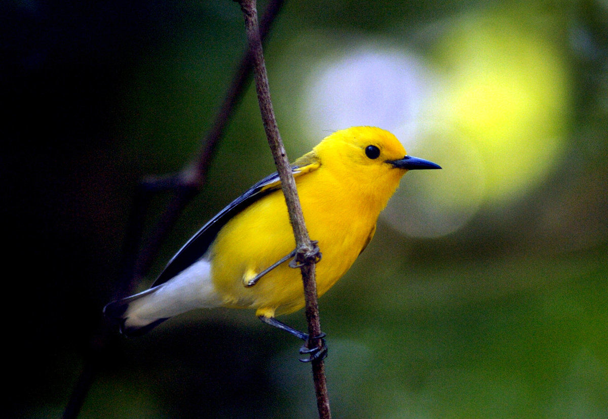 Warbler